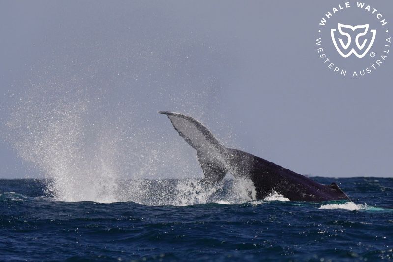 Whale Watch Western Australia