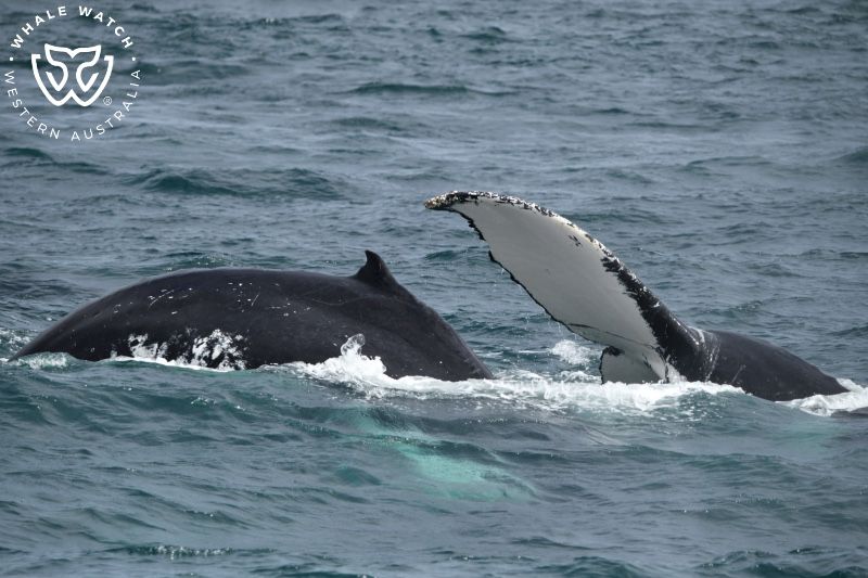 Whale Watch Western Australia
