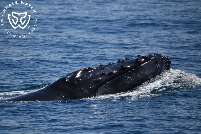 Whale Watch Western Australia