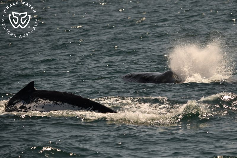 Whale Watch Western Australia