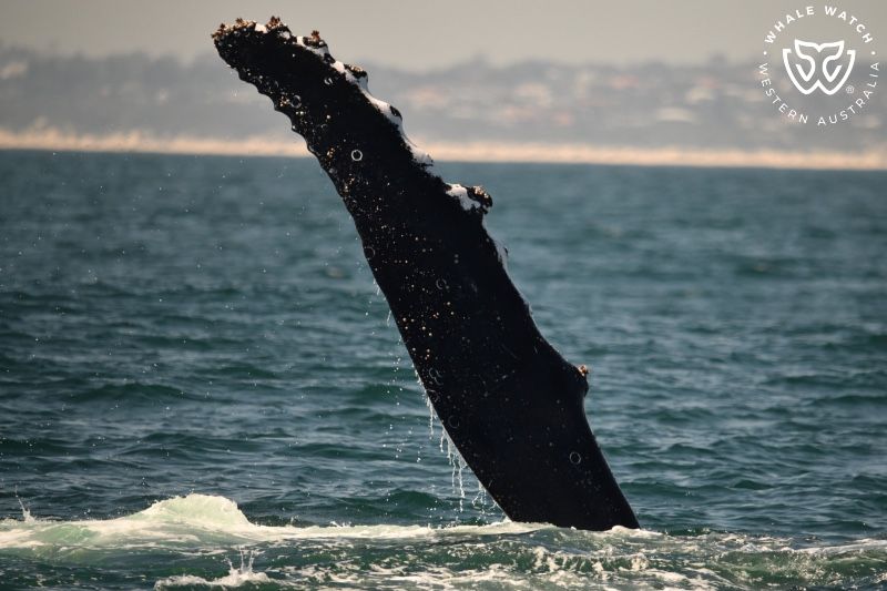 Whale Watch Western Australia