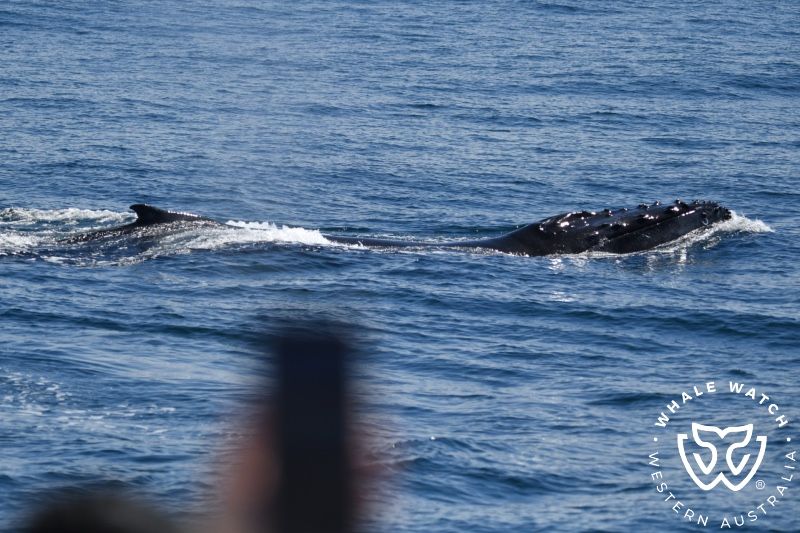 Whale Watch Western Australia