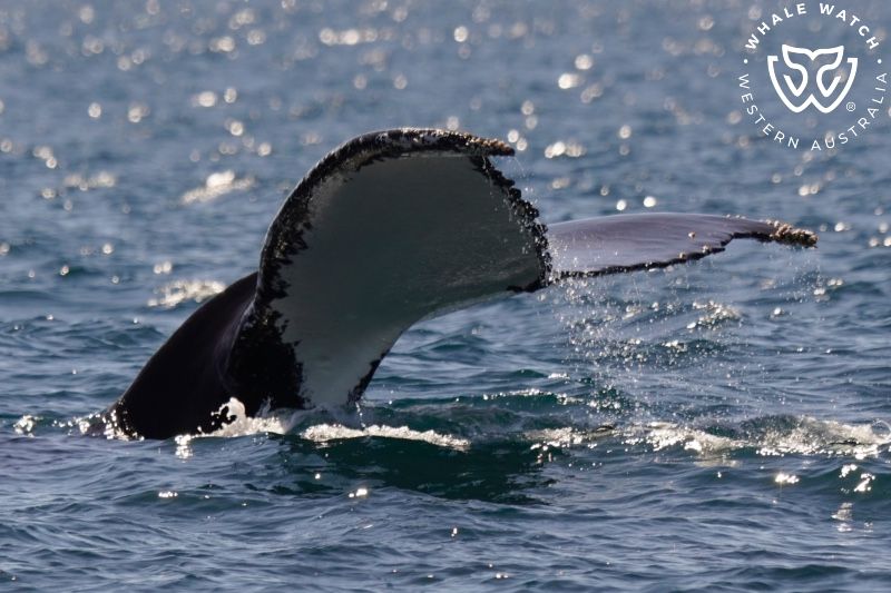 Whale Watch Western Australia