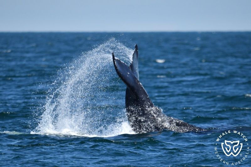 Whale Watch Western Australia