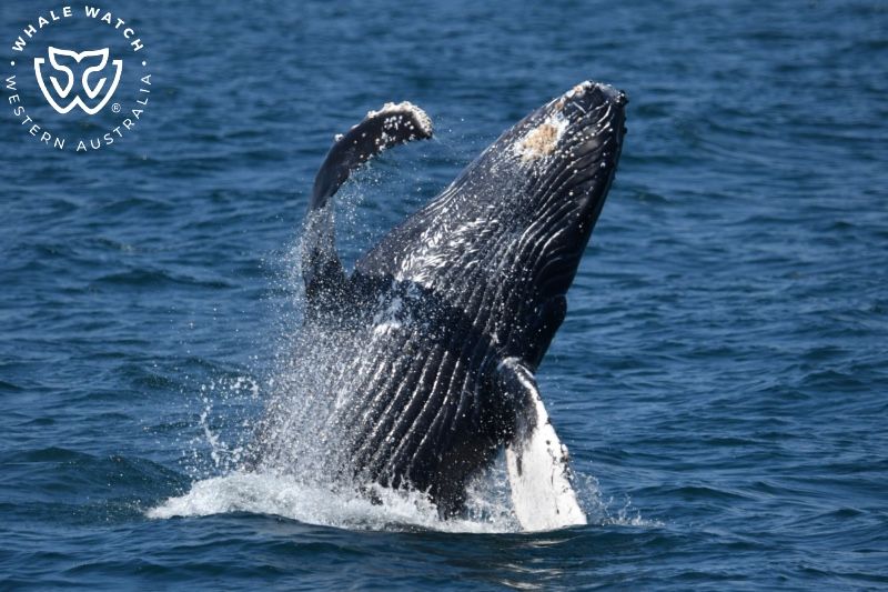 Whale Watch Western Australia