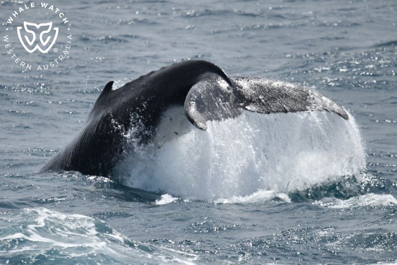 Whale Watch Western Australia