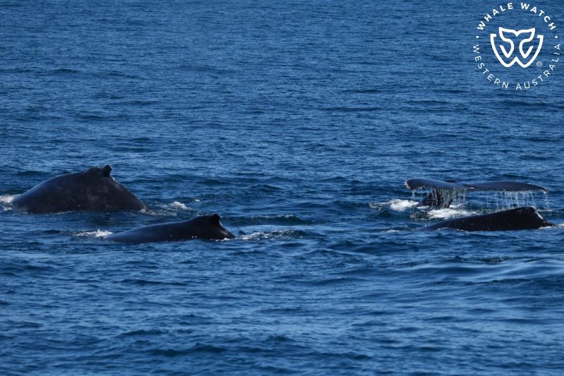 Whale Watch Western Australia