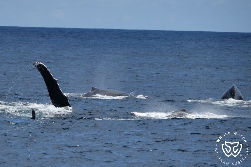 Whale Watch Western Australia