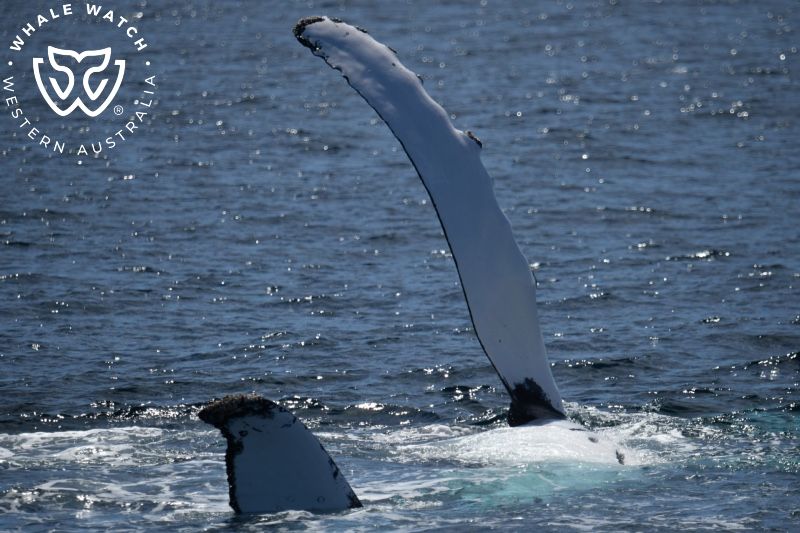 Whale Watch Western Australia