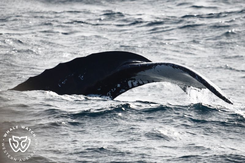 Whale Watch Western Australia