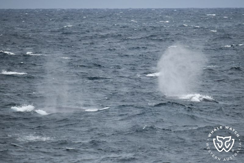 Whale Watch Western Australia