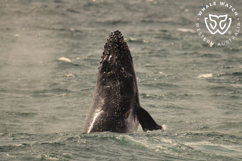 Whale Watch Western Australia