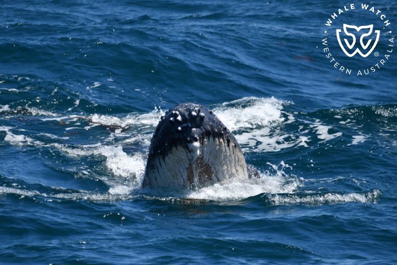 Whale Watch Western Australia
