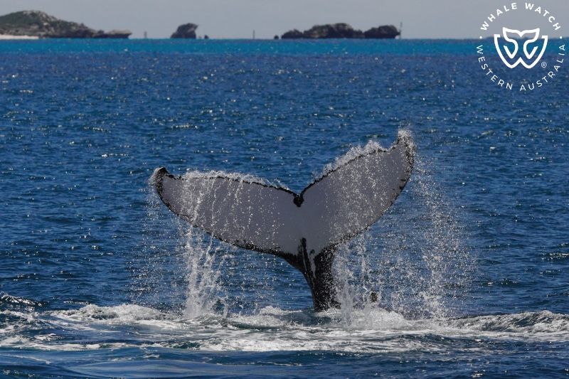 Whale Watch Western Australia
