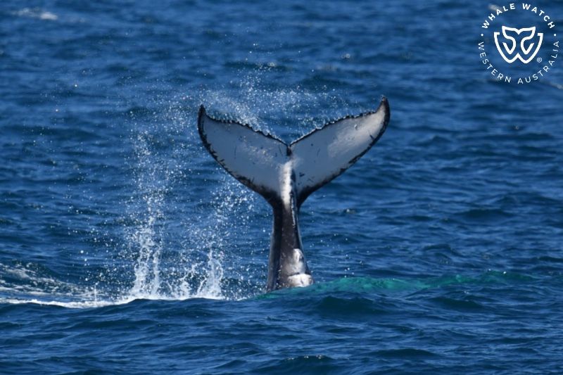 Whale Watch Western Australia