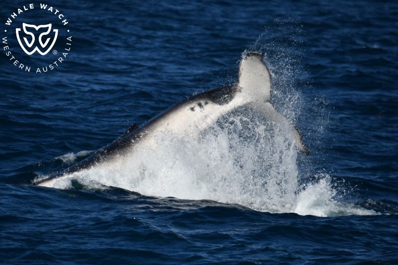 Whale Watch Western Australia