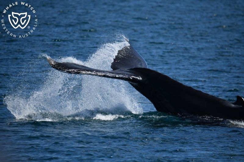 Whale Watch Western Australia