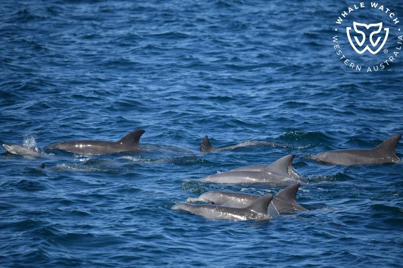 Whale Watch Western Australia
