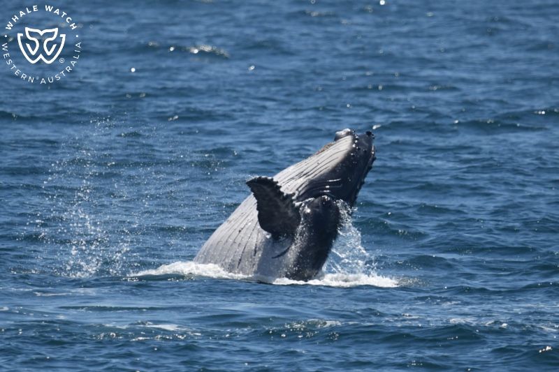 Whale Watch Western Australia