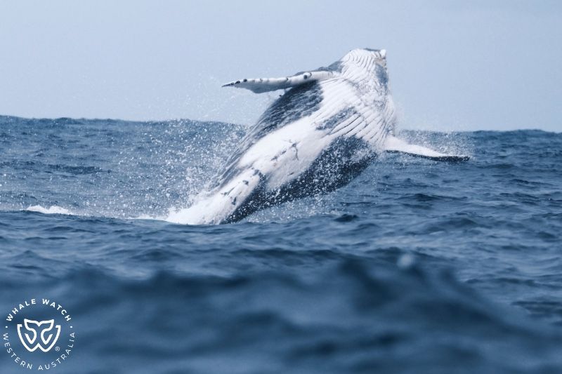 Whale Watch Western Australia