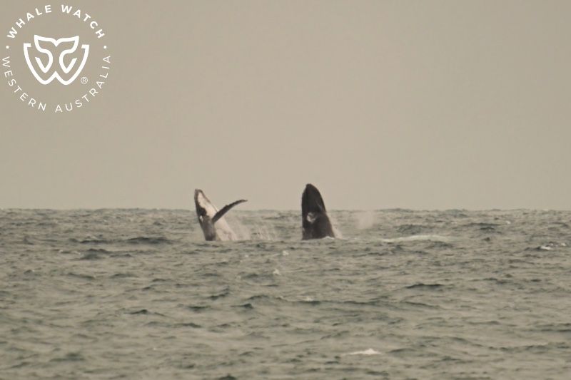 Whale Watch Western Australia