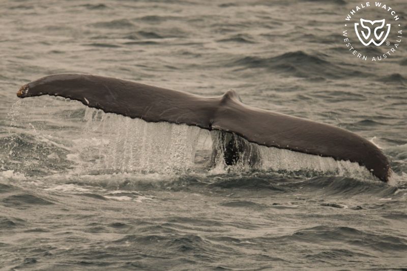Whale Watch Western Australia