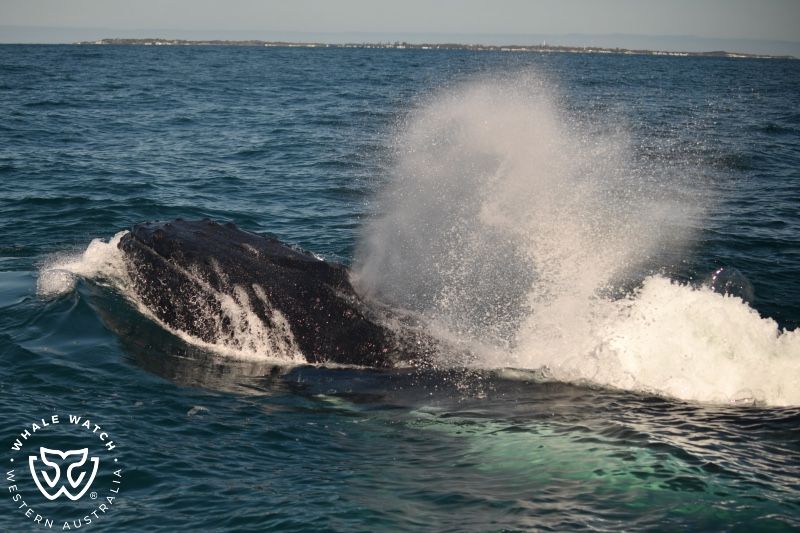 Whale Watch Western Australia
