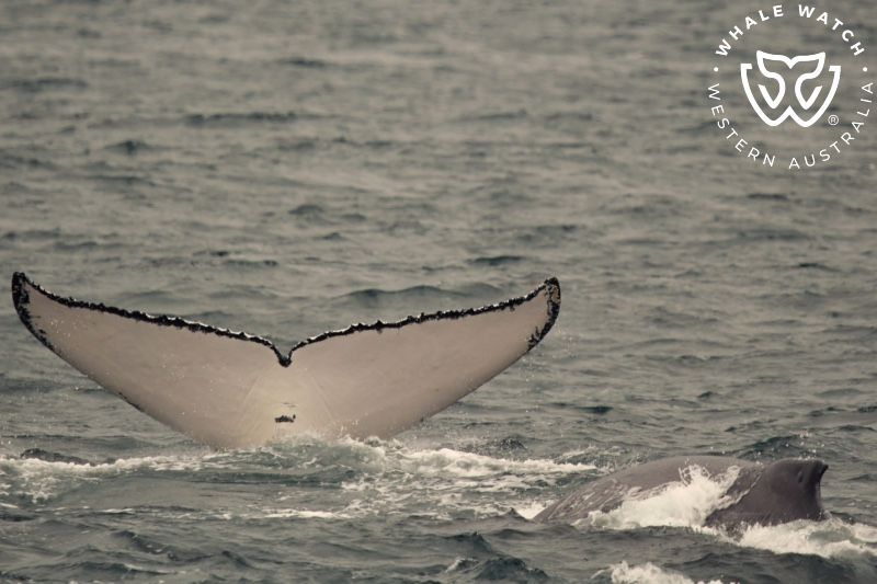 Whale Watch Western Australia