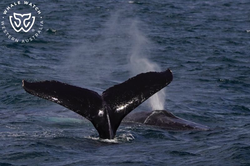 Whale Watch Western Australia