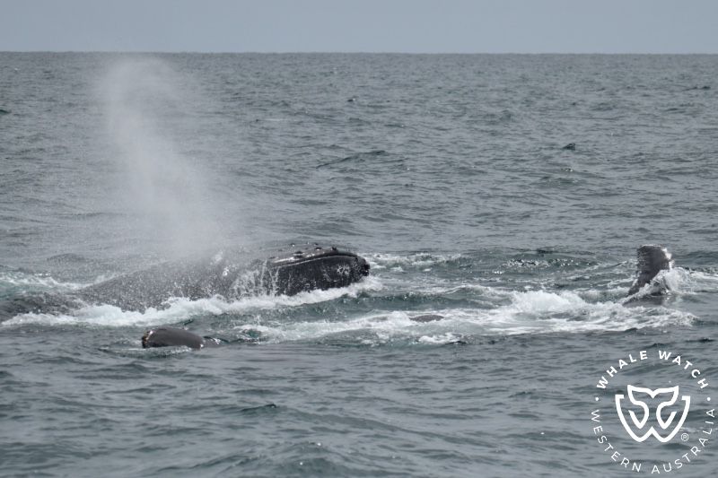 Whale Watch Western Australia