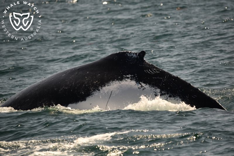 Whale Watch Western Australia