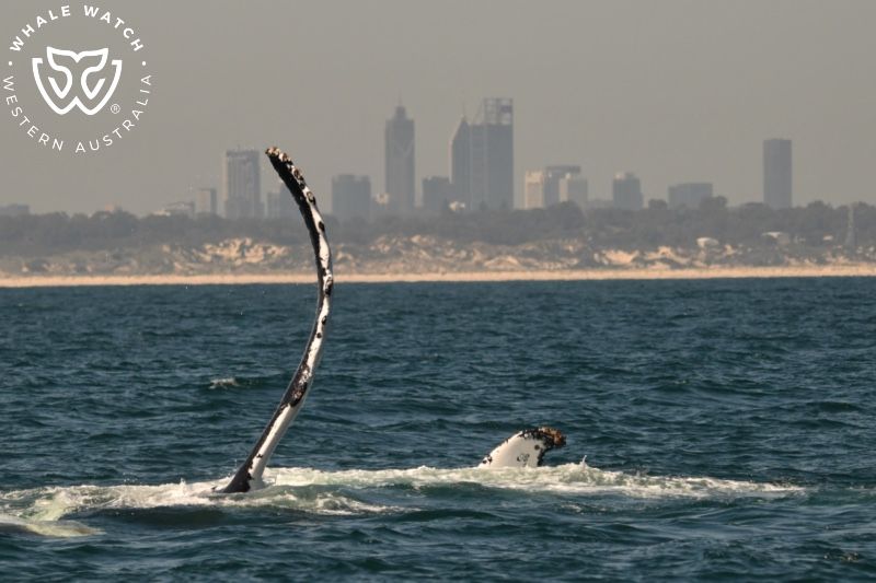 Whale Watch Western Australia