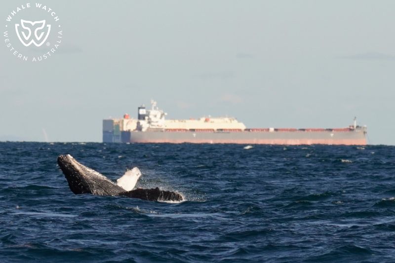 Whale Watch Western Australia