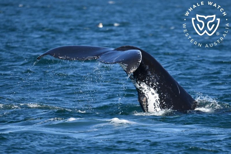 Whale Watch Western Australia