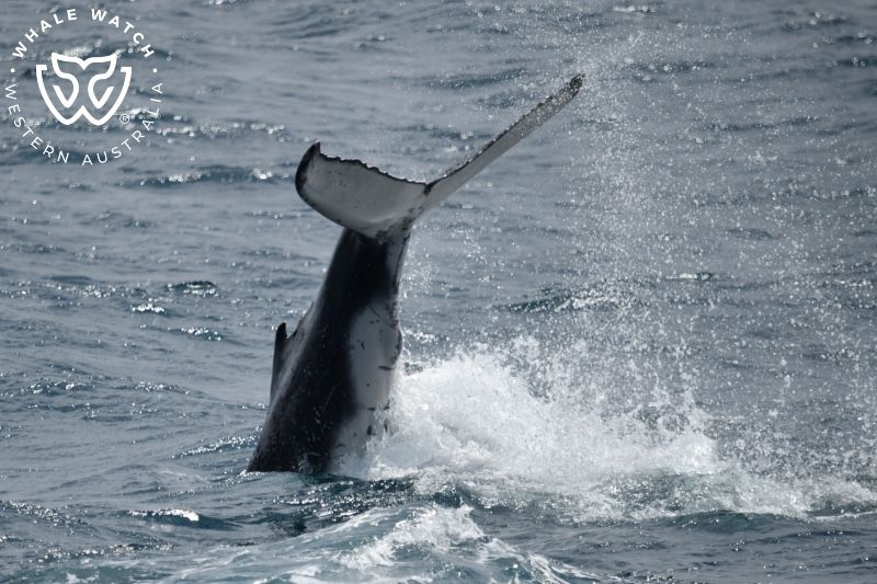 Whale Watch Western Australia