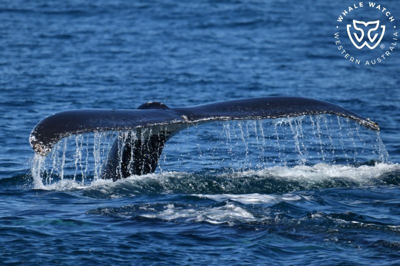 Whale Watch Western Australia