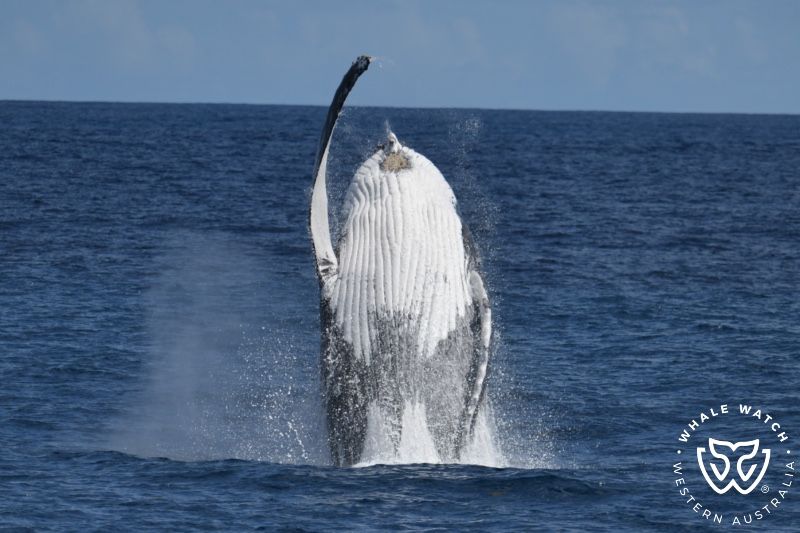Whale Watch Western Australia