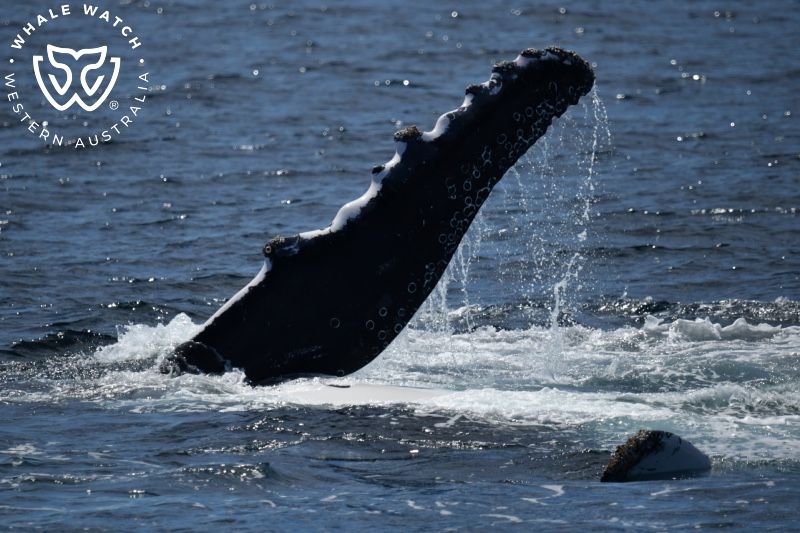 Whale Watch Western Australia