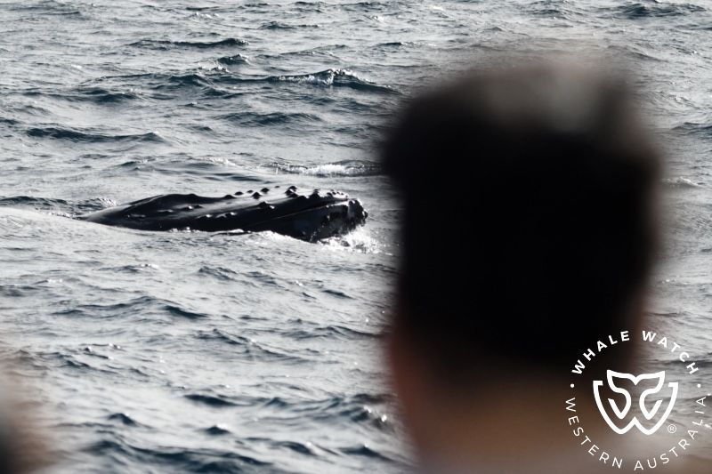 Whale Watch Western Australia