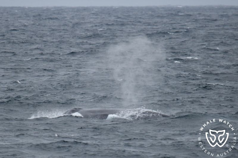 Whale Watch Western Australia