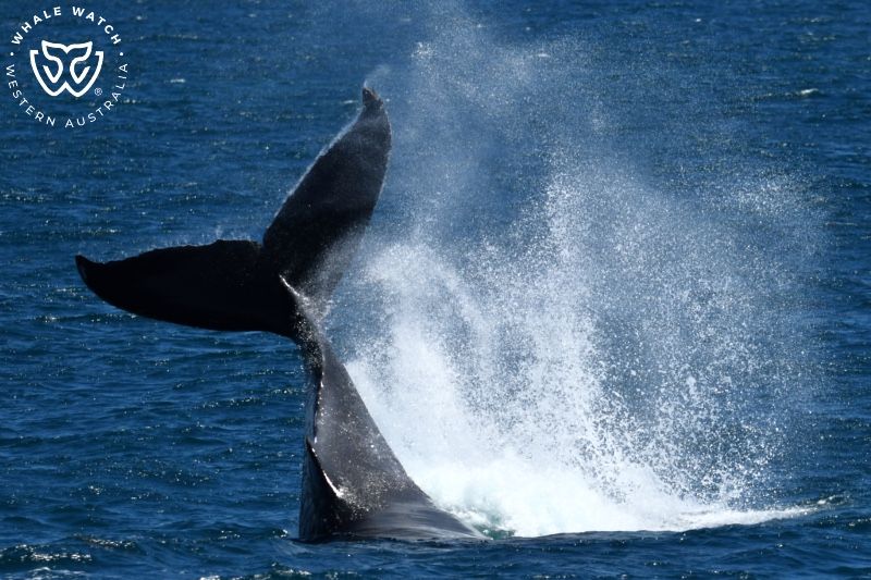 Whale Watch Western Australia