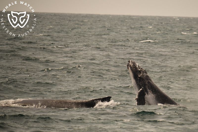 Whale Watch Western Australia