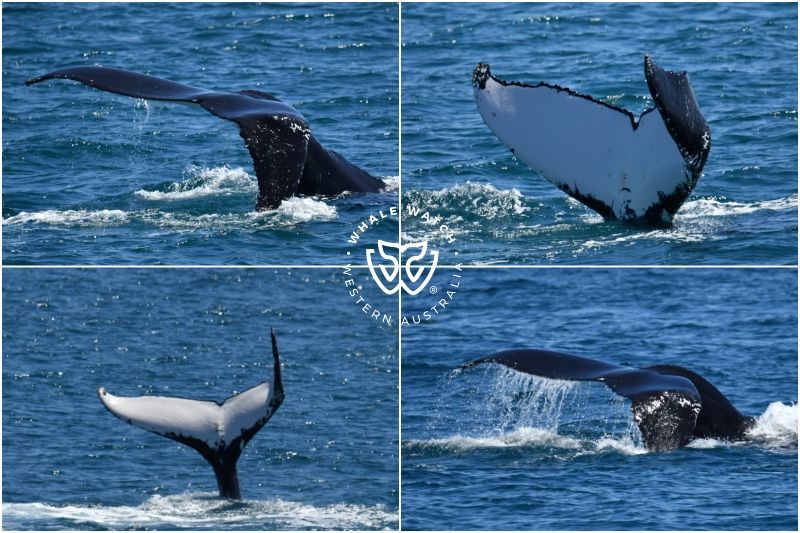 Whale Watch Western Australia