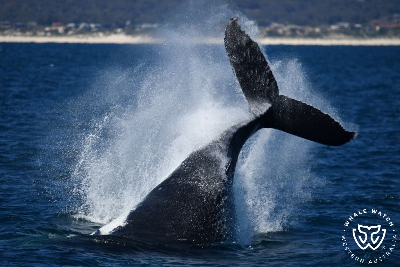 Whale Watch Western Australia
