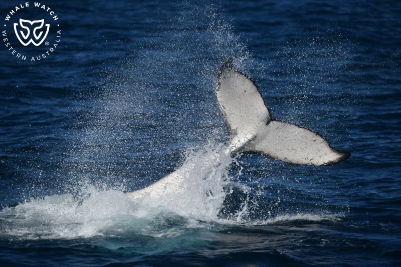 Whale Watch Western Australia