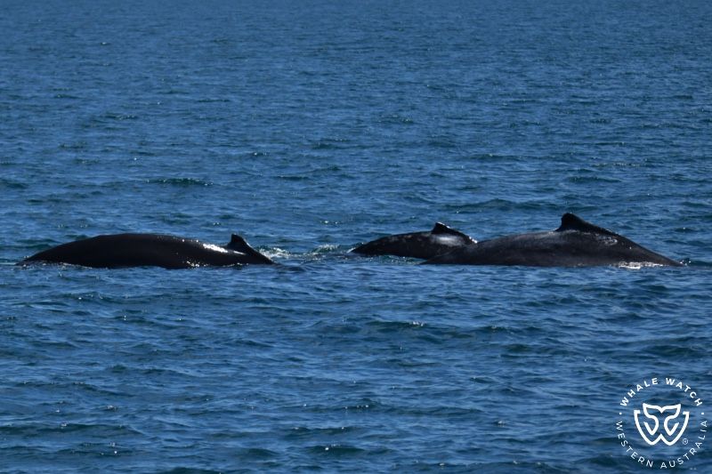 Whale Watch Western Australia