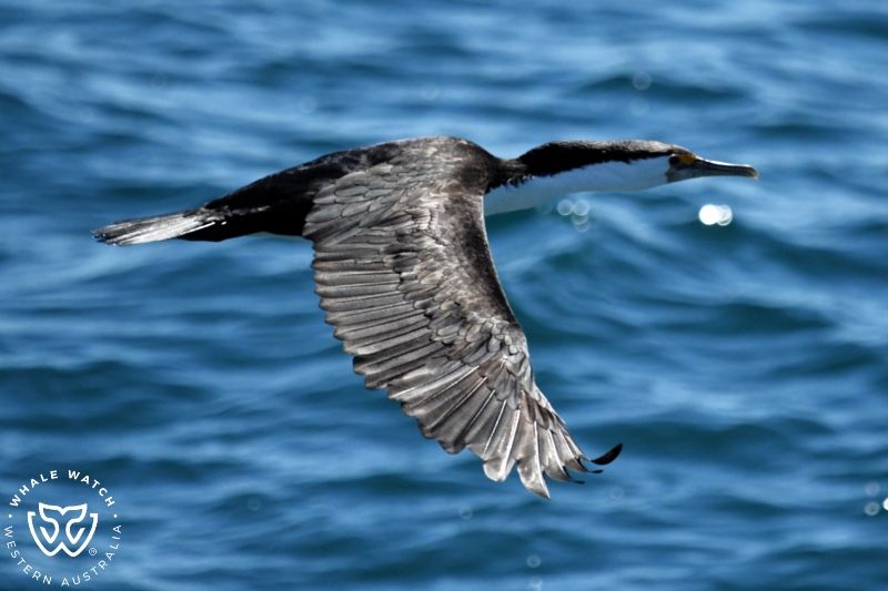 Whale Watch Western Australia