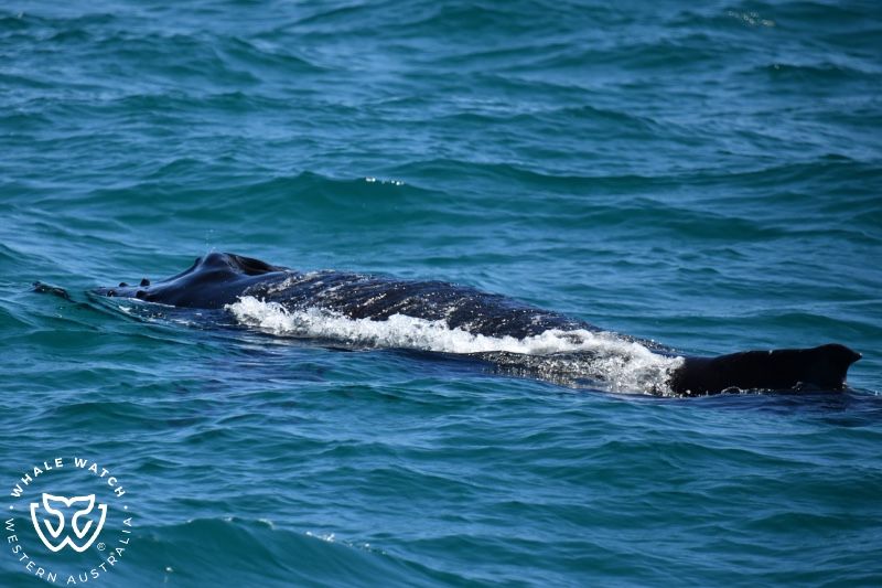 Whale Watch Western Australia