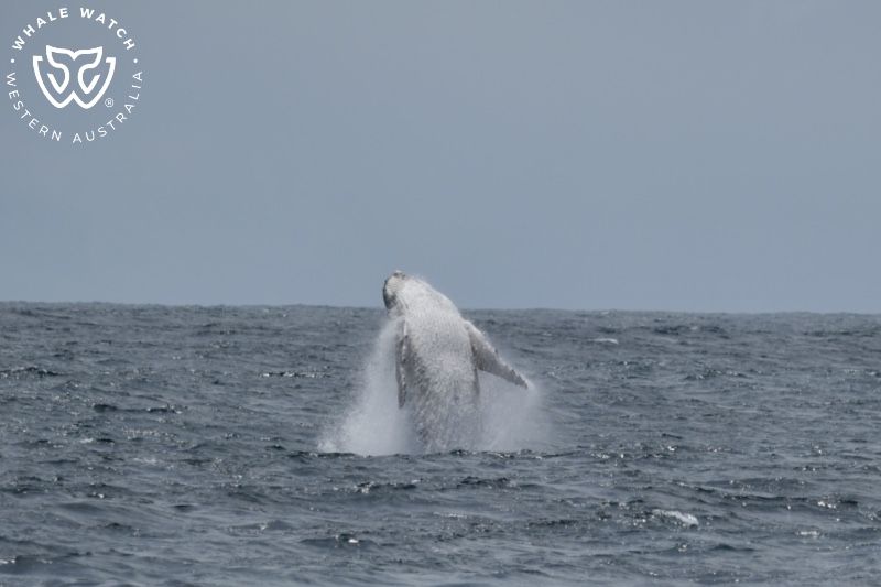 Whale Watch Western Australia