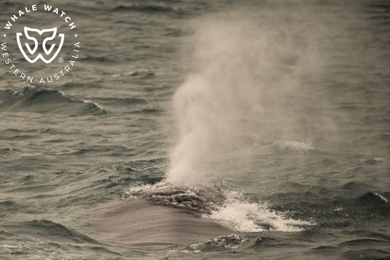 Whale Watch Western Australia